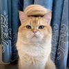 catangel018