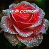 user8124807269593