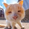 cutecat7070
