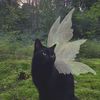 meownanami