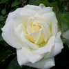 swart_95