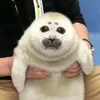 iheartseals_sm