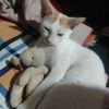 hafsa.pro4