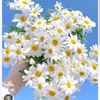 yasinabdulla8