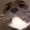 me0wch1ck3