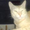 hazem_naser