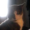 myyy_caat