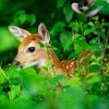 dreaming.deer8