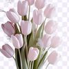 tulipanes152