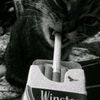 winstopthy