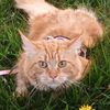 emilymainecoonkitty
