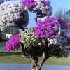 azadwsoo