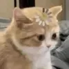 hihihahihaha