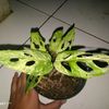 sopianhaddii