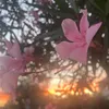 saini.palu