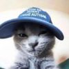 catsdogsandco