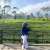 lintangsefiana_