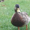 a_duck1234