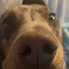 harley_turbodaschund