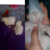petlover03110