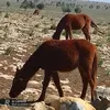 ansmila6