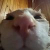 renwhisper