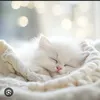 mbakdmos
