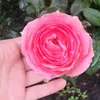 cisnerosa23