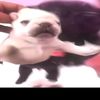 tylerdemmianaltam