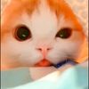 Pet Referral Officer