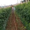 apriantopanggabean386