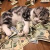 mrmistercash