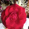 renata54577
