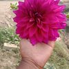 s.neel743