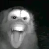 monkeyngauloi