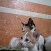 azizetlm1313