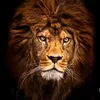 ali.surchi22