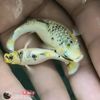 evfourstore25