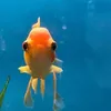 jennrer
