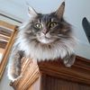 kingkongcatz