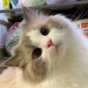 moor_meowwwww