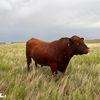 midwestdirtmule