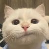lovepets23