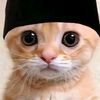 kucing_ramadhan56