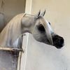 raed_alezz_horses