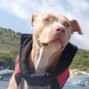 pitbulzarakai