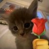 pokpong_luxze