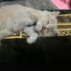 faizzarizal21