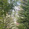huyhuy_22q