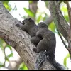 Trùm miền bắc